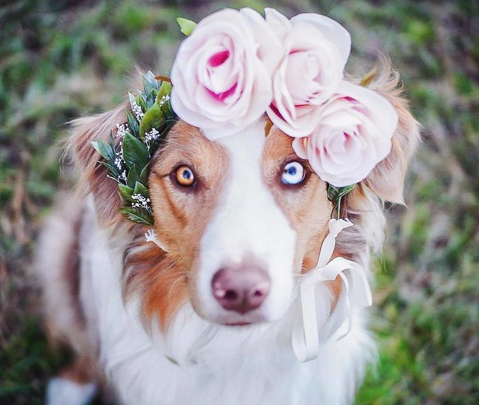Flower Crown Cat Dog