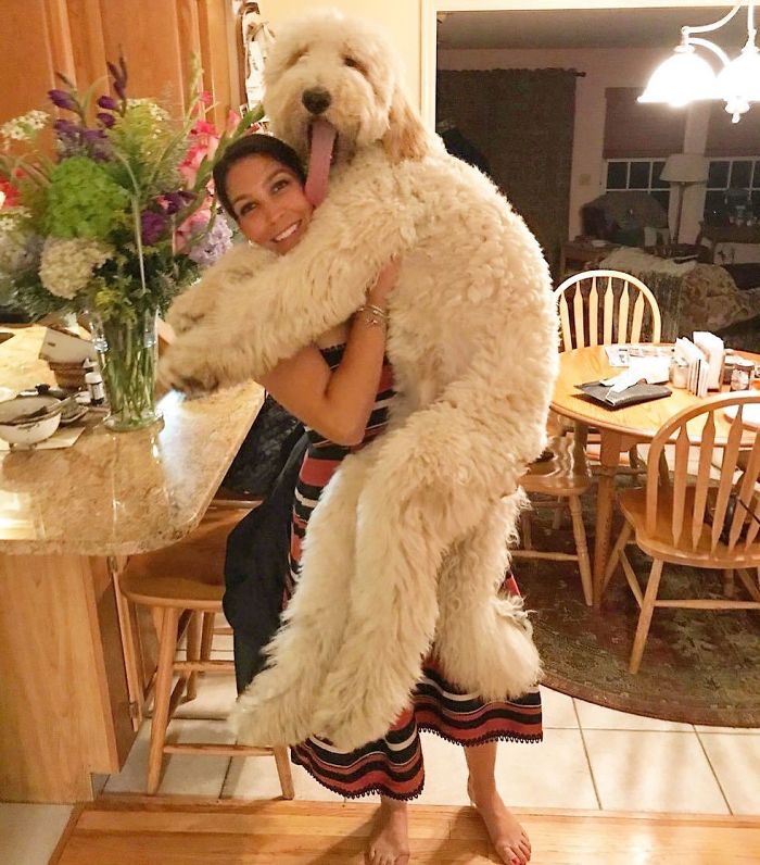 Woman hugging her big fluffy white dog 