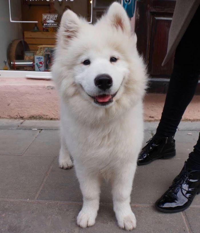 Railis (Rylle), 4-Month-Old, Samoyed