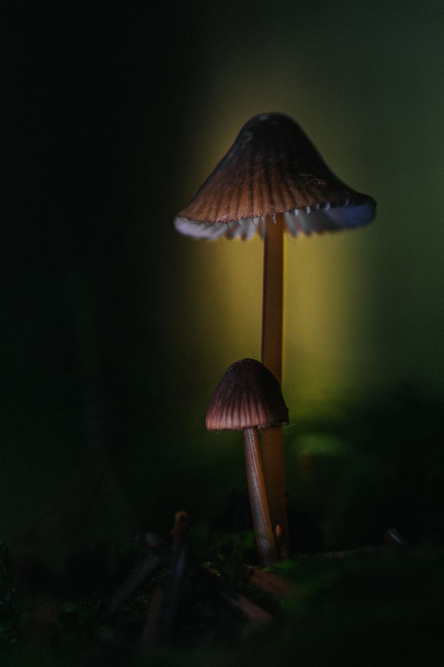 Best From Mushrooms Hunter Photography In 2018