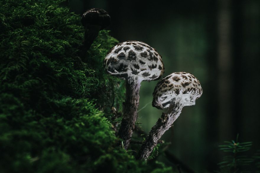 Best From Mushrooms Hunter Photography In 2018