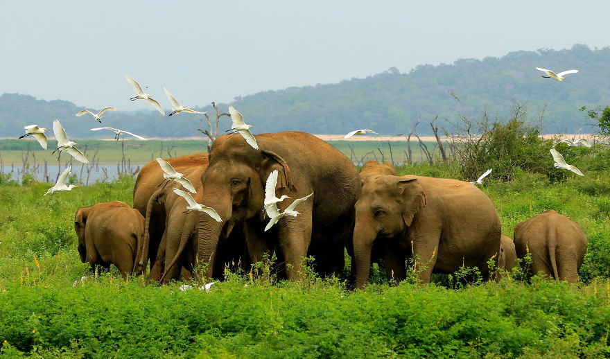 Did Someone Say Elph-Ie? Behind The Scenes Filming Sri Lankan Elephants