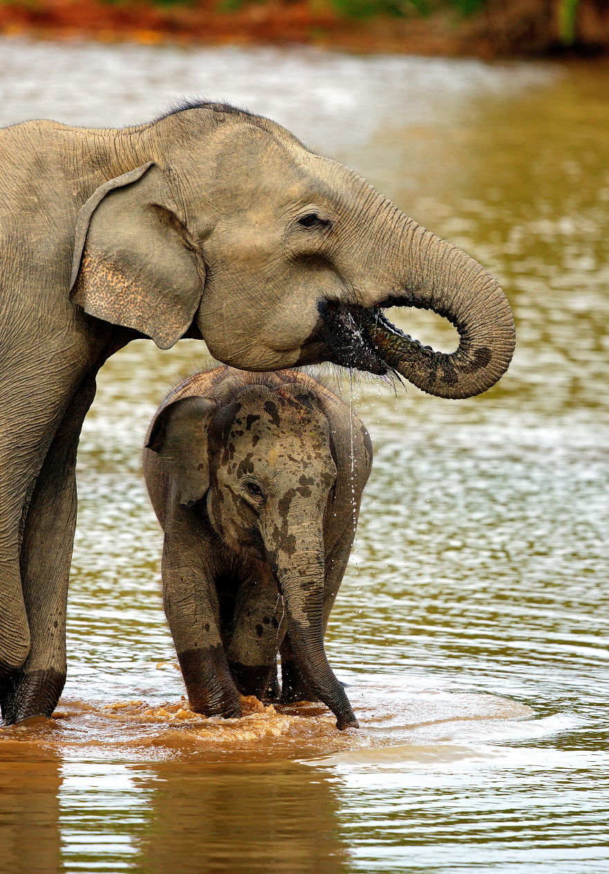 Did Someone Say Elph-Ie? Behind The Scenes Filming Sri Lankan Elephants