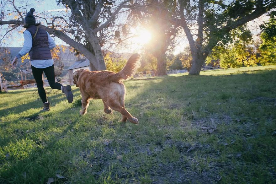 How To Keep Your Dog Busy While Home Alone How To Keep Your Dog Busy While Home Alone