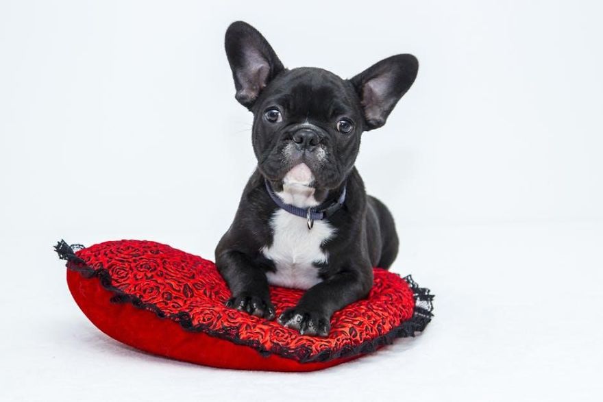 How To Keep Your Dog Busy While Home Alone How To Keep Your Dog Busy While Home Alone