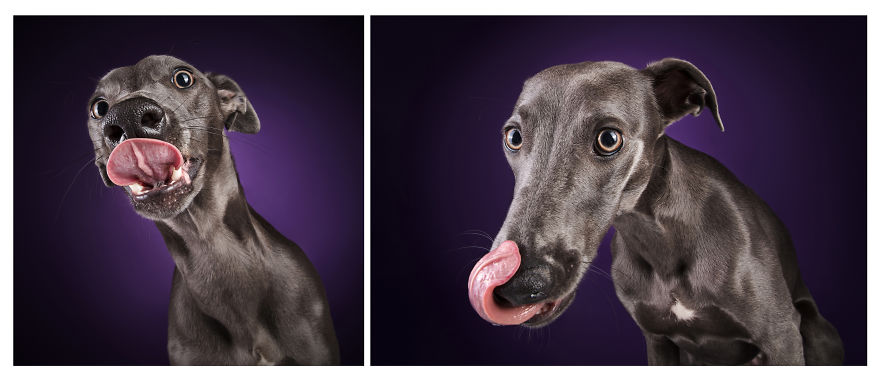 I Photographed A Very Expressive Dog And His Expressions Say It All!