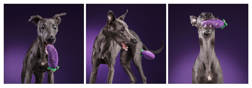 I Photographed A Very Expressive Dog And His Expressions Say It All!