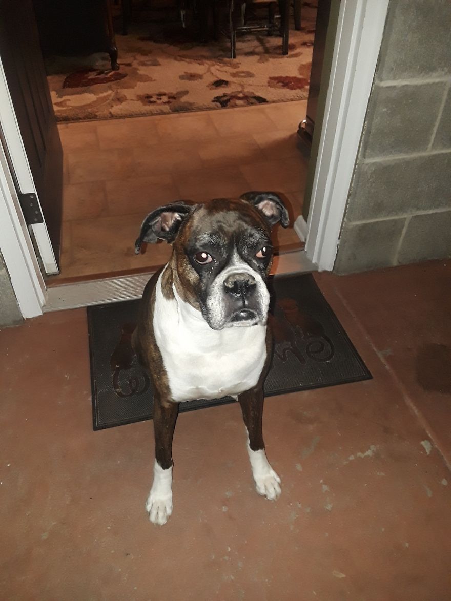 My Boxer Had To Give Her Up Because Of Health
