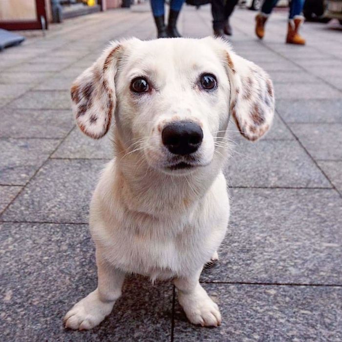 Kukė (Cookie), 8-Month-Old, Mixed Breed