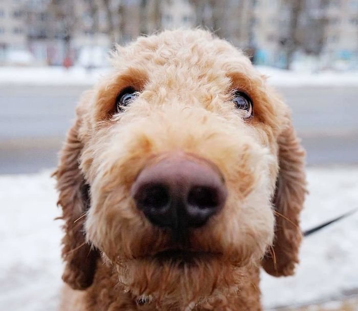 Natsu, 2 Y/O, Poodle