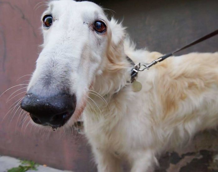 Adonis, 10 Y/O, Russian Wolfhound
