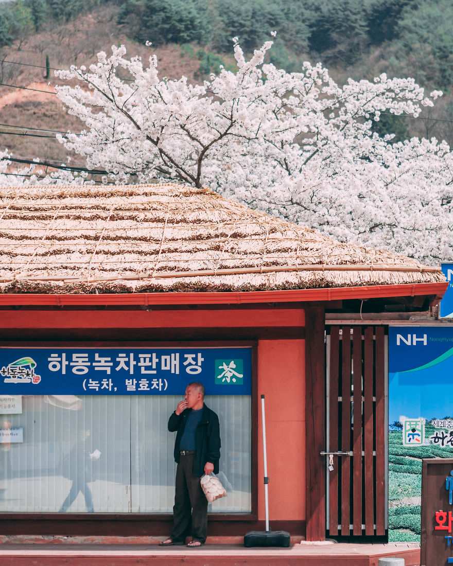 Cherry Blossoms Are Coming To South Korea And They Are Gorgeous!