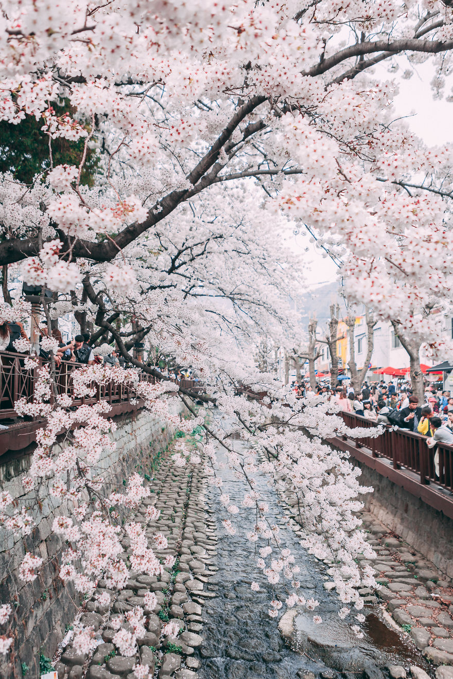 Cherry Blossoms Are Coming To South Korea And They Are Gorgeous!