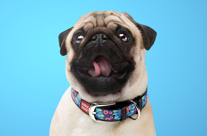 New Dog Essentials: 7 Tips And 1 Must-Do You&rsquo;ll Need For Success