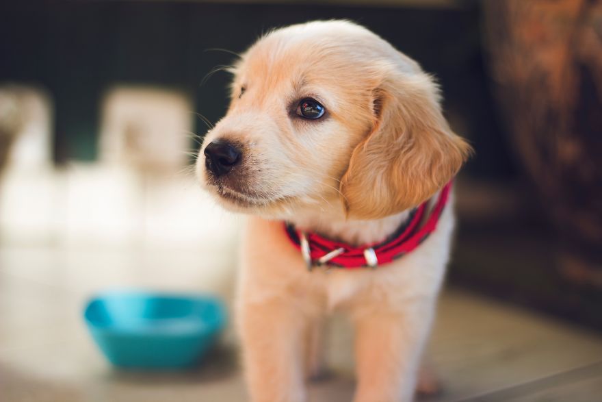 New Dog Essentials: 7 Tips And 1 Must-Do You&rsquo;ll Need For Success