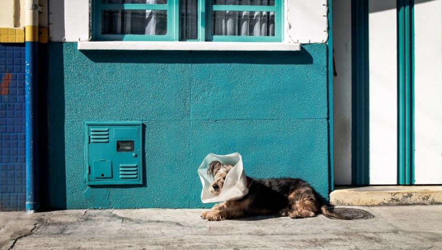 New Dog Essentials: 7 Tips And 1 Must-Do You&rsquo;ll Need For Success