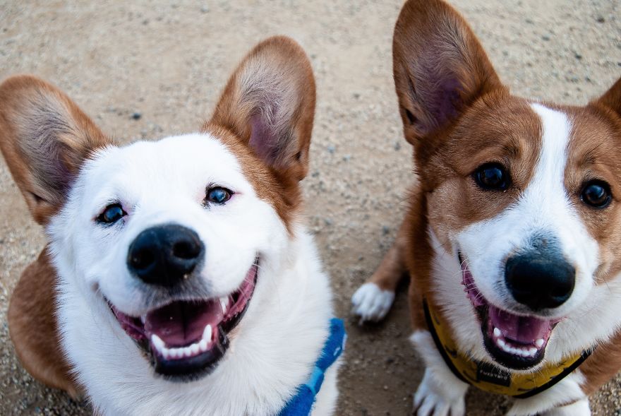 New Dog Essentials: 7 Tips And 1 Must-Do You&rsquo;ll Need For Success
