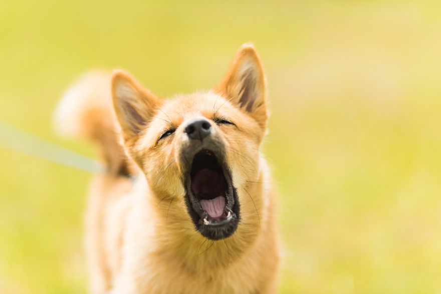 New Dog Essentials: 7 Tips And 1 Must-Do You&rsquo;ll Need For Success