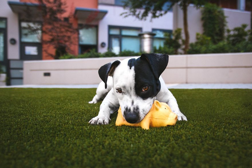 New Dog Essentials: 7 Tips And 1 Must-Do You&rsquo;ll Need For Success