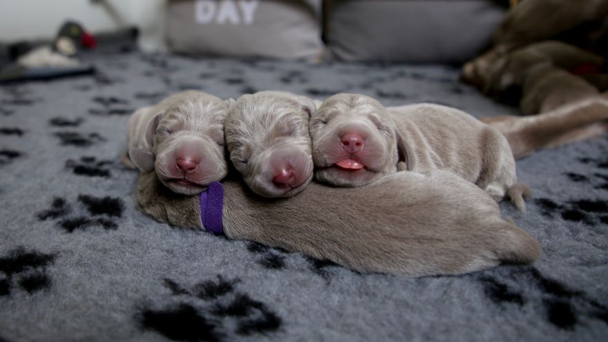 New Dog Essentials: 7 Tips And 1 Must-Do You&rsquo;ll Need For Success
