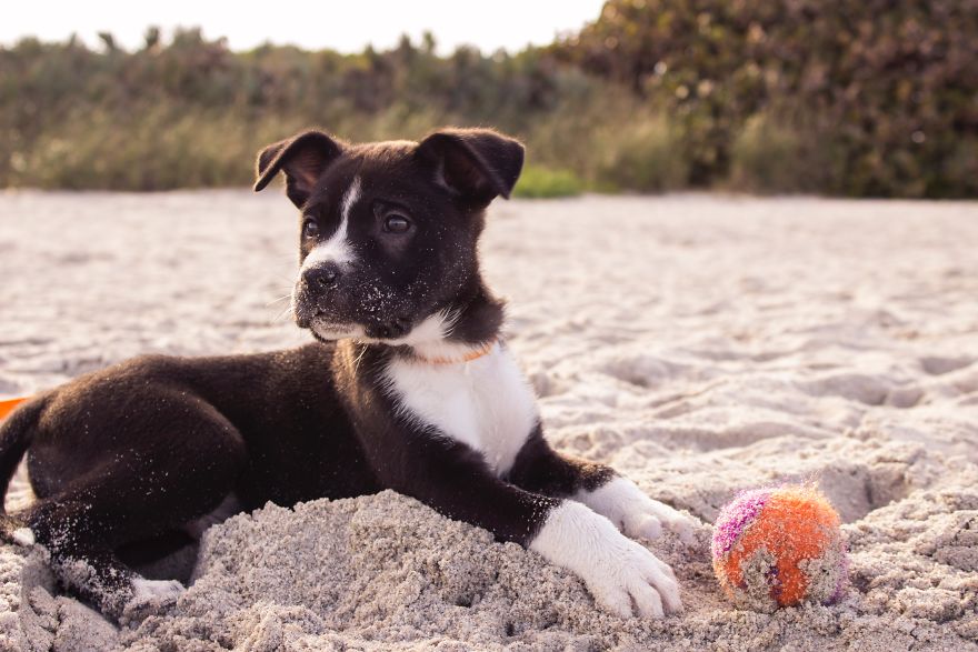 New Dog Essentials: 7 Tips And 1 Must-Do You&rsquo;ll Need For Success