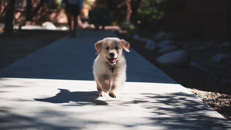 New Dog Essentials: 7 Tips And 1 Must-Do You&rsquo;ll Need For Success