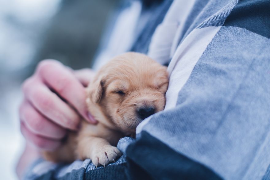 New Dog Essentials: 7 Tips And 1 Must-Do You&rsquo;ll Need For Success