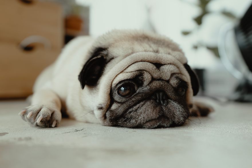 New Dog Essentials: 7 Tips And 1 Must-Do You&rsquo;ll Need For Success