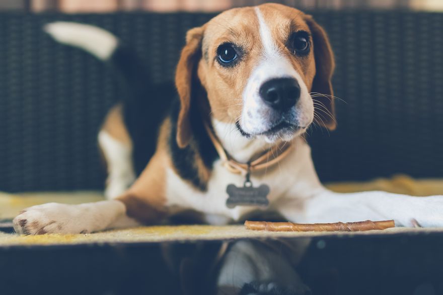 New Dog Essentials: 7 Tips And 1 Must-Do You&rsquo;ll Need For Success
