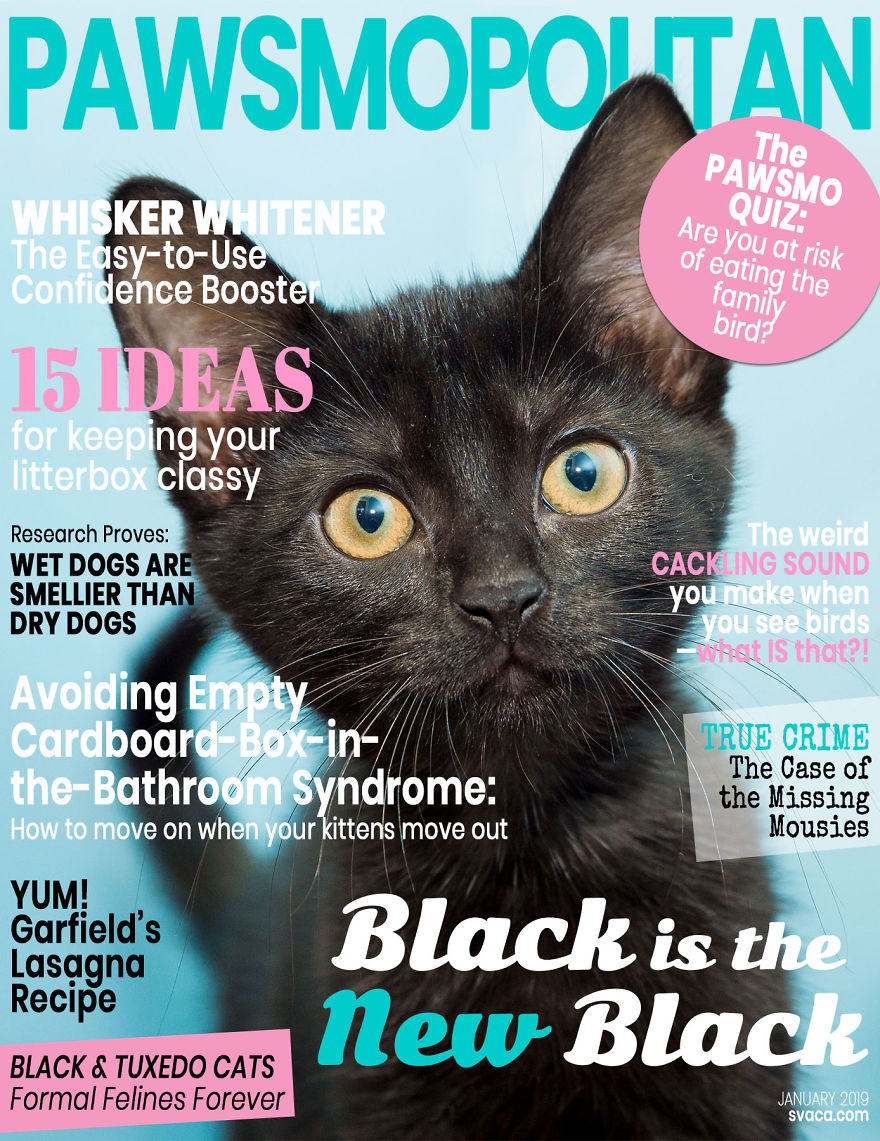 I Created Faux Magazine Covers To Boost Black Cat Adoption ...