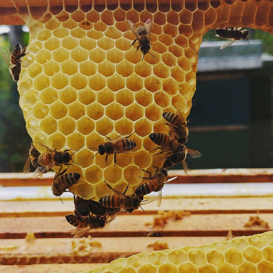 Honey Bees Create Art