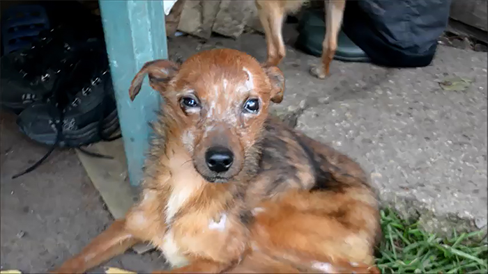 Shelter Rescues 11 Dogs Who Were Living With An Old Grandma And Only Ate Bread