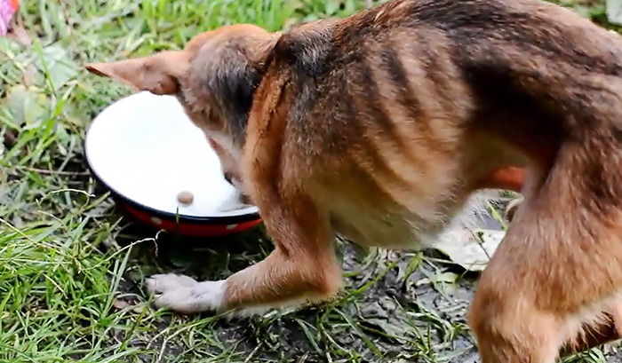 Shelter Rescues 11 Dogs Who Were Living With An Old Grandma And Only Ate Bread