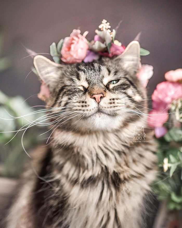 Flower Crown Cat Dog