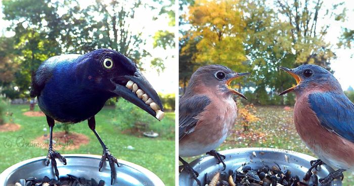 This Woman Set Up A Feeder Cam For Birds In Her Yard, And The Results Are  Extraordinary (30 Pics)
