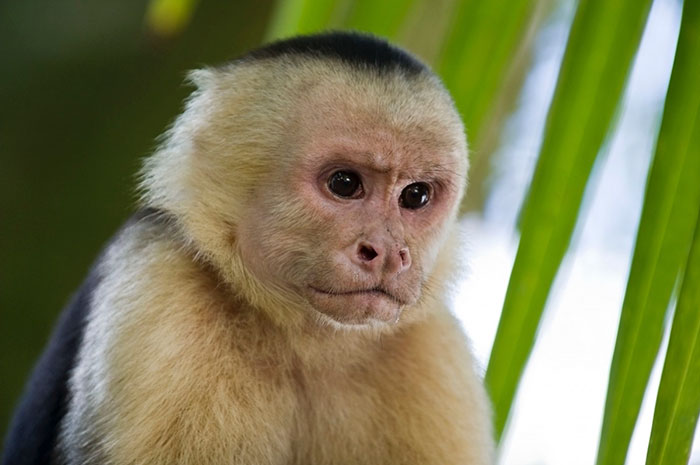 Scientist Taught Monkeys To Use Money To Buy Snacks And They Proved To Be Just Like Humans