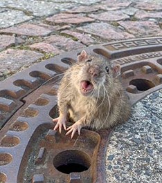 chubby-rat-stuck-in-sewer-grate-rescued-germany-1-5c764bf38b803__700-5c78ac3fc6804.jpg