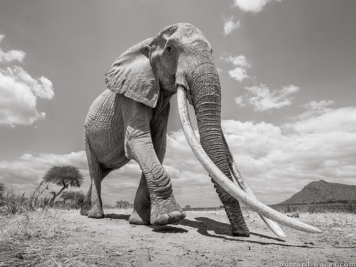 Las últimas fotos de la legendaria "Reina Elefante" antes de su muerte