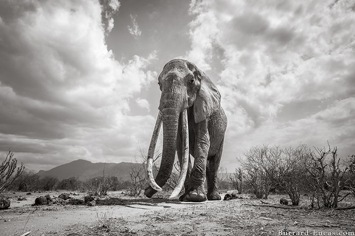 Las últimas fotos de la legendaria "Reina Elefante" antes de su muerte