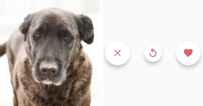 Getpet: Our Tinder-Inspired App That Connects Dogs With Their Future Owners  | Bored Panda