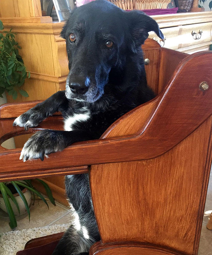 This Dog Couldn't Eat Without Standing Upright, So Her Family Built A Special Chair