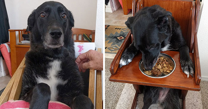 This Dog Couldn’t Eat Without Standing Upright, So Her Family Built A Special Chair