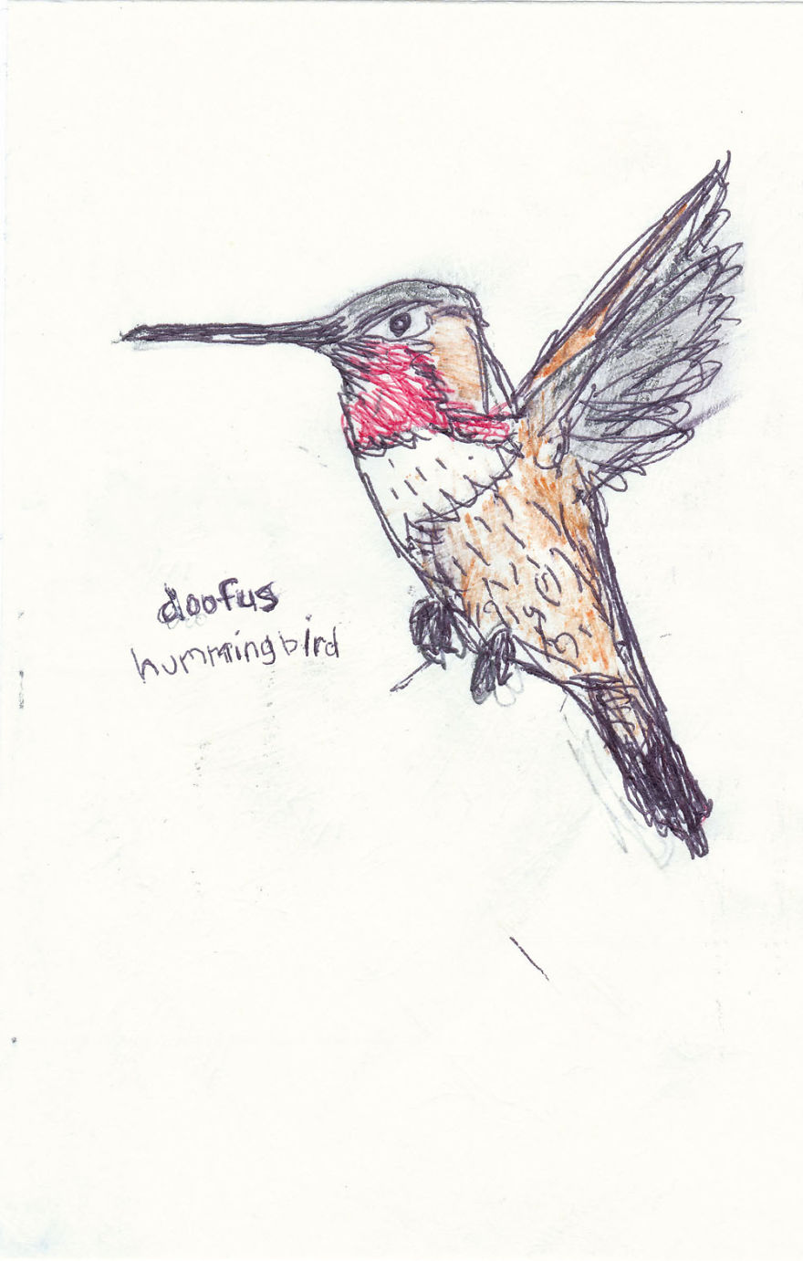 I Draw Pictures Of Birds, And Then Blog About Why They’re So Stupid I Draw Pictures Of Birds, And Then Blog About Why They’re So Stupid