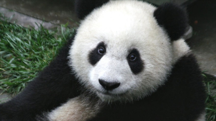 A Bored Panda’s Life In Low-Income Housing A Bored Panda’s Life In Low-Income Housing