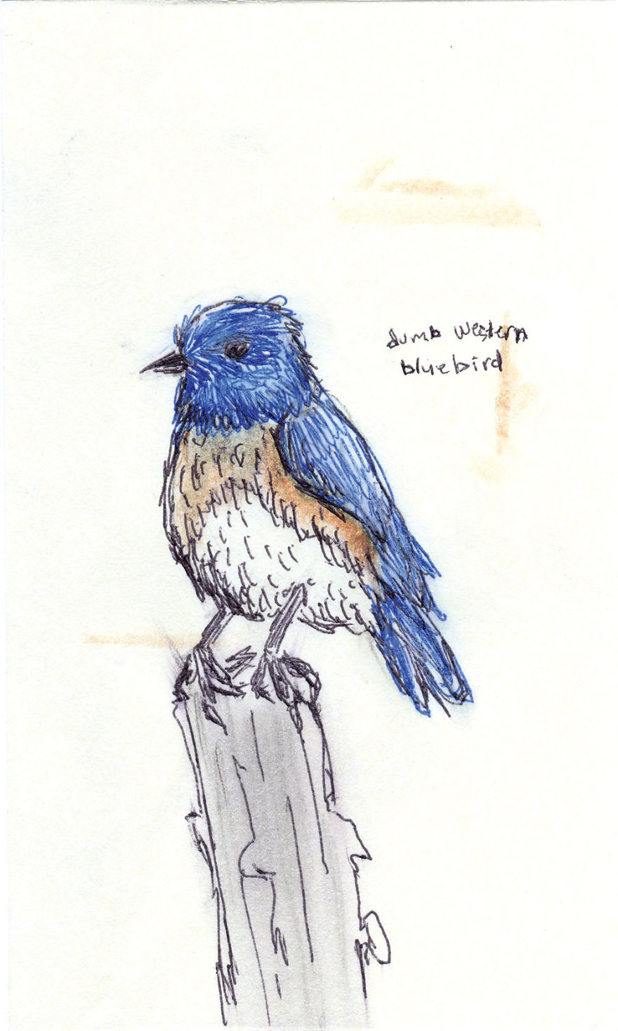 I Draw Pictures Of Birds, And Then Blog About Why They’re So Stupid I Draw Pictures Of Birds, And Then Blog About Why They’re So Stupid