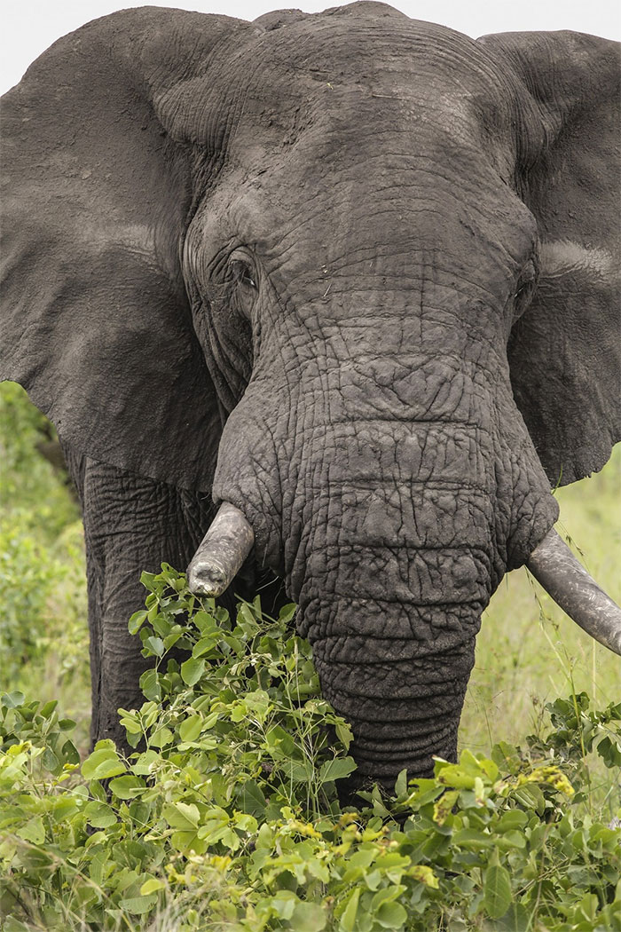 Thanks To Poachers, More And More Elephants Are Being Born Without Tusks
