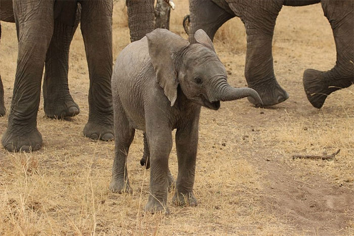 Thanks To Poachers, More And More Elephants Are Being Born Without Tusks