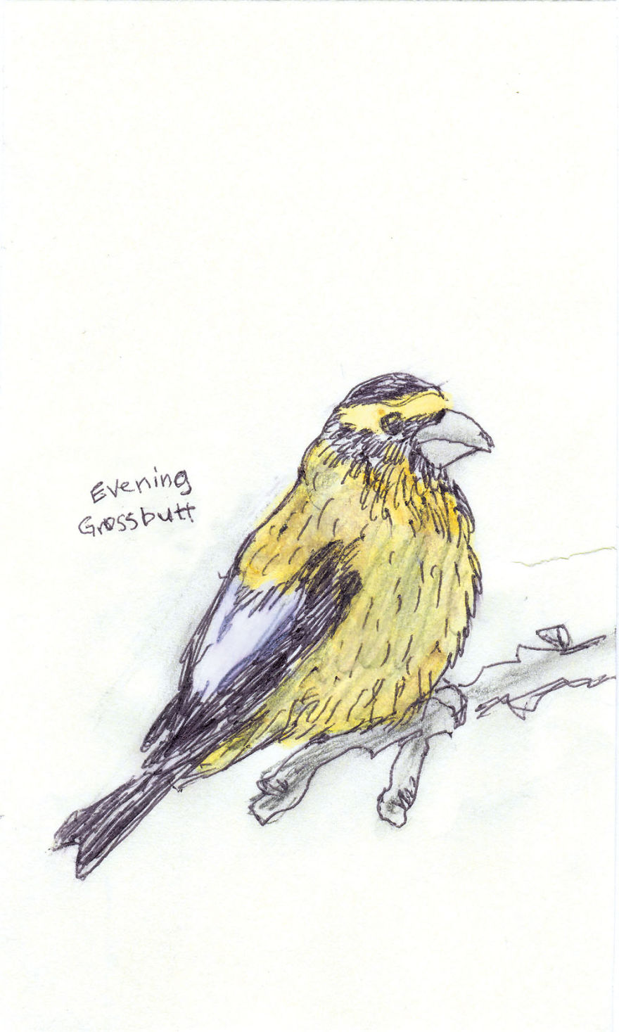I Draw Pictures Of Birds, And Then Blog About Why They’re So Stupid I Draw Pictures Of Birds, And Then Blog About Why They’re So Stupid
