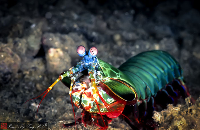 The Mighty Mantis Shrimp