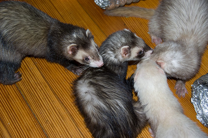 A Group Of Ferrets